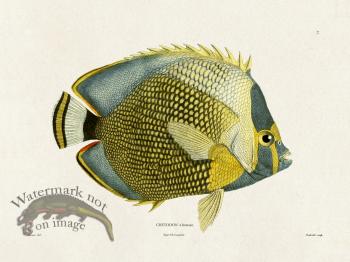 Werner Fish 007